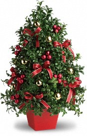 Boxwood Tree