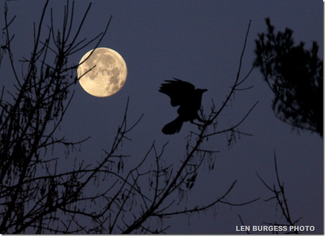 Moon&Crow_0159
