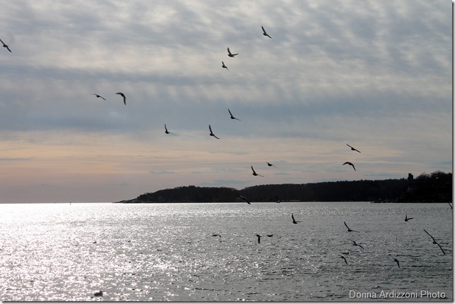 Flocks of Gulls over the Harbor