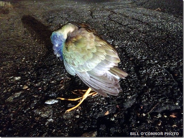 Purple_Gallinule_on_Rocky_Neck