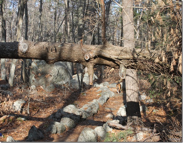 Rosie taking a walk in Ravenswood