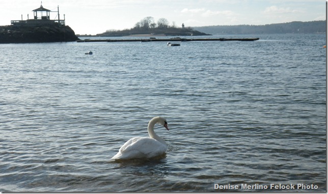 Swan plus Gabizo-IMGP0170