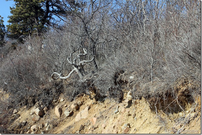 February 20, 2012 tree of Rafe