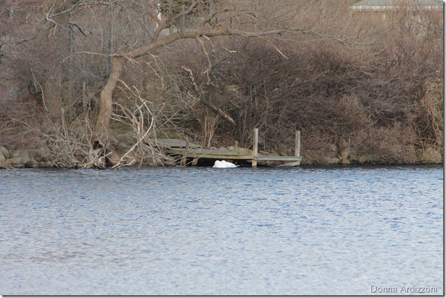 February 25, 2012 Swans nestled under a pier on Niles Pond