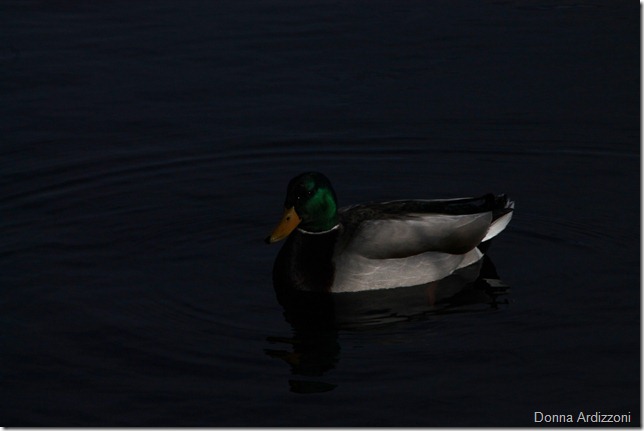 February 25, 2012pretty little duck at Niles Pond