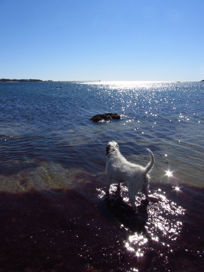 crescent beach gloucester