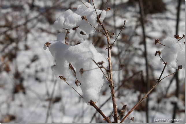 Cotton balls on the trees