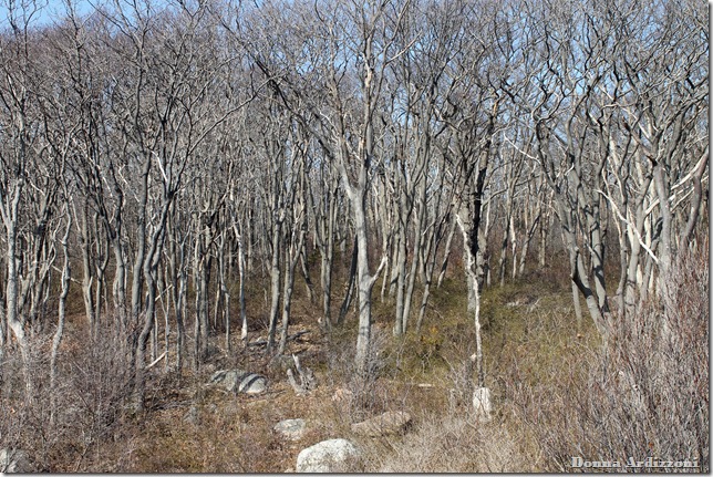 march 13, 2012 on the rocks of Rafe's Chasm