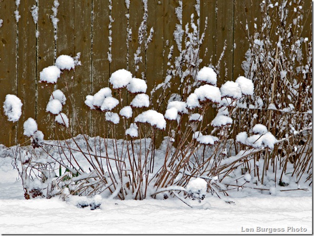 SnowFlowers_1486
