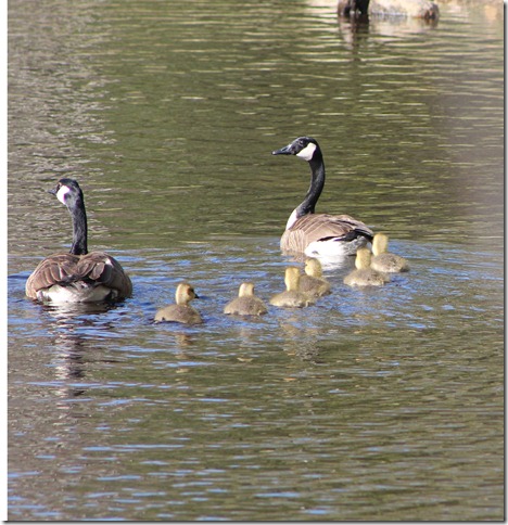 April 27, 2012 gosslings