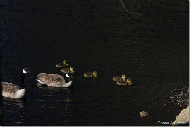 April 27, 2012 welcome to Magnolia