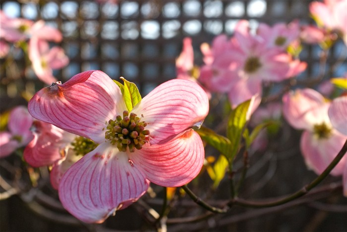 Flowering dogwood cornus florida rubra