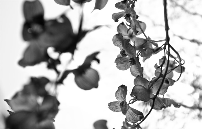 native flowering dogwood Cornus florida