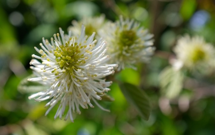 Dwarf Fothergilla