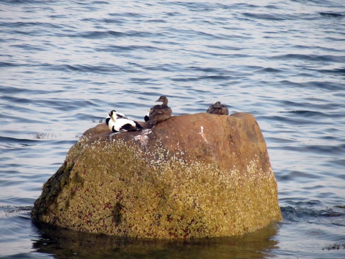 Ducks on the Boulevard