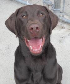 Pet of the week Cape Ann Animal Aid