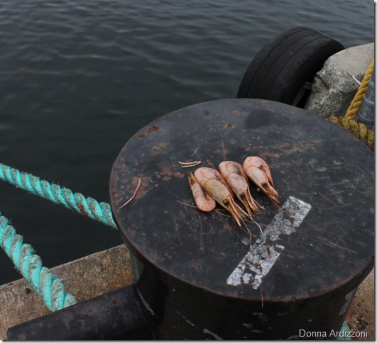 May 25, 2012 shrimp hanging on the dock