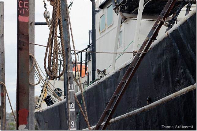 May 5, 2012 pretty husky on the Wanderbird