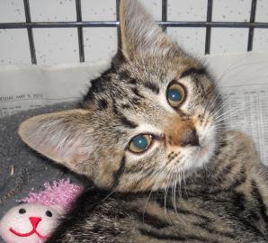 Miss Muffet Cape Ann Animal Aid