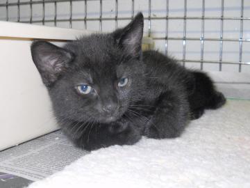 Shio, Kitten at Cape Ann Animal Aid