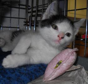 Pet of the Week Big Sur Cape Ann Animal Aid