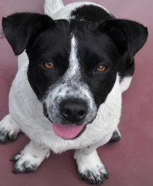 Charles Pet of the Week Cape Ann Animal Aid