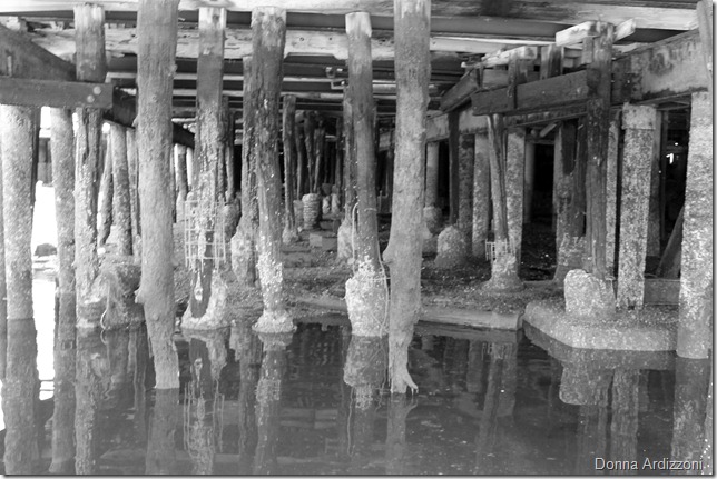 June 10, 2012 under a dock on Rocky Neck