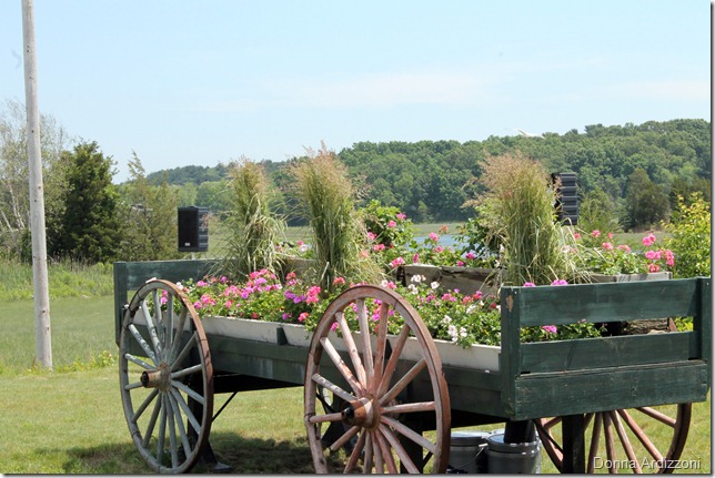 June 8, 2012 Pretty flowers at Paglia Park Essex