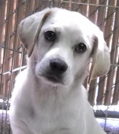 Cape Ann Animal Aid, Lucy, Pet of the week