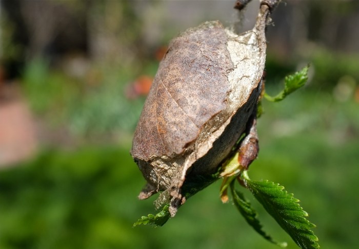 Polyphemus Moth Antheraea polyphemus cocoon