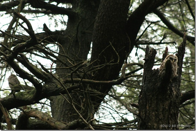Ravenswood_Barred_Owlet_and_Mother