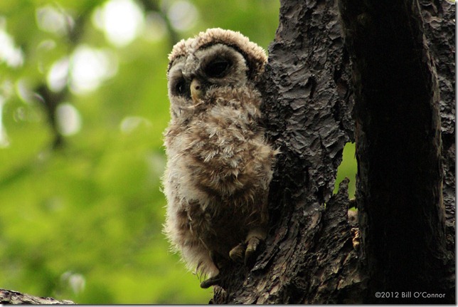 Ravenswood_Barred_Owlet