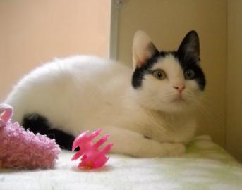 Pet of the week, cape ann animal aid, seabreeze