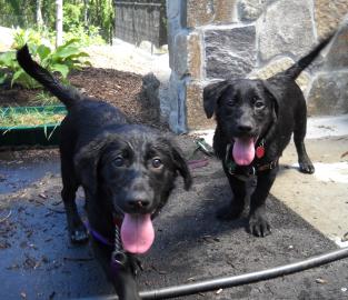 pet of the week, cape ann animal aid