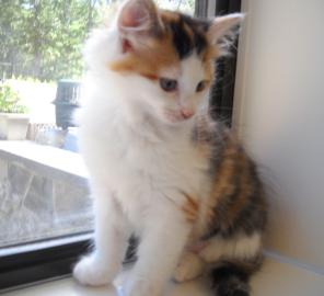 Pipette, pet of the week, 