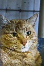 Whitman Pet of the Week, Cape Ann Animal Aid, Cat