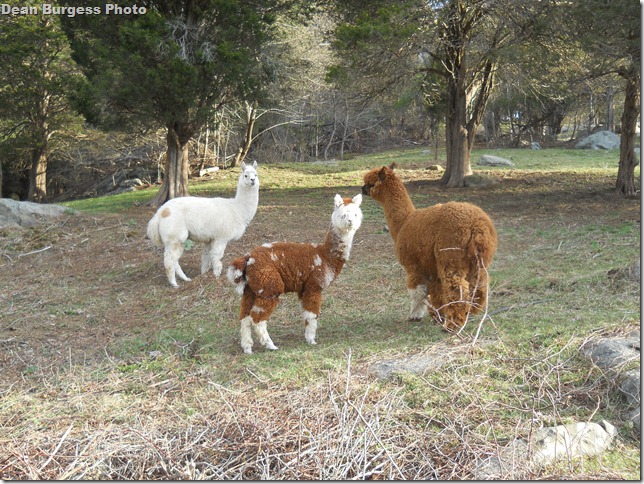 alpacas_009
