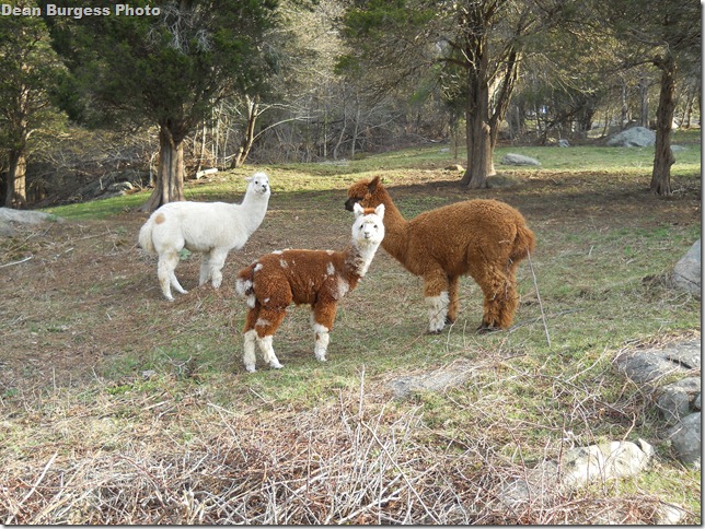 alpacas_010