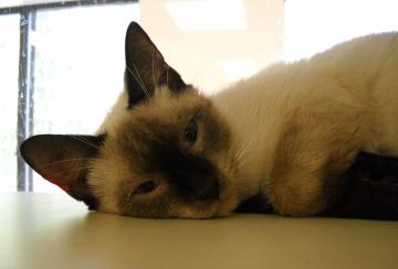 pet of the week, siamese cat