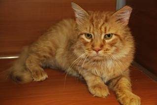 bradford pet of the week, cape ann animal aid