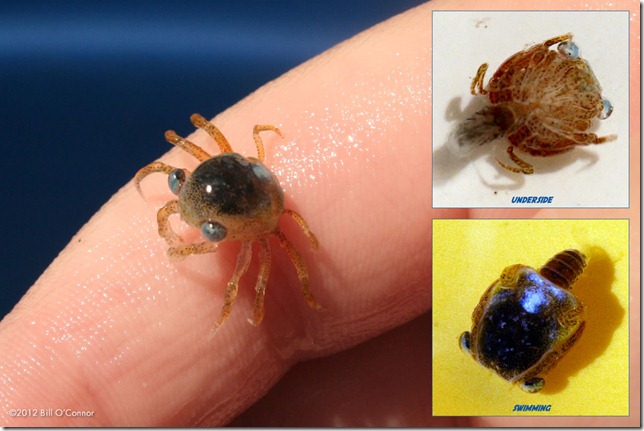 Blue eyed crab larvae