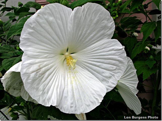 HugeWhiteHibiscus_3200