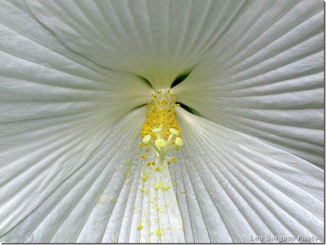 HugeWhiteHibiscus_3201