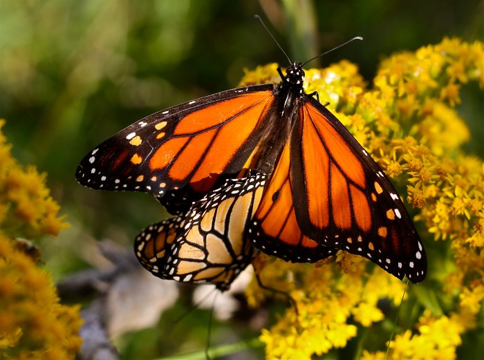 Monarch Butterflies mating seaside goldenrod