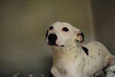 pecan, pet of the week, cape ann animal aid