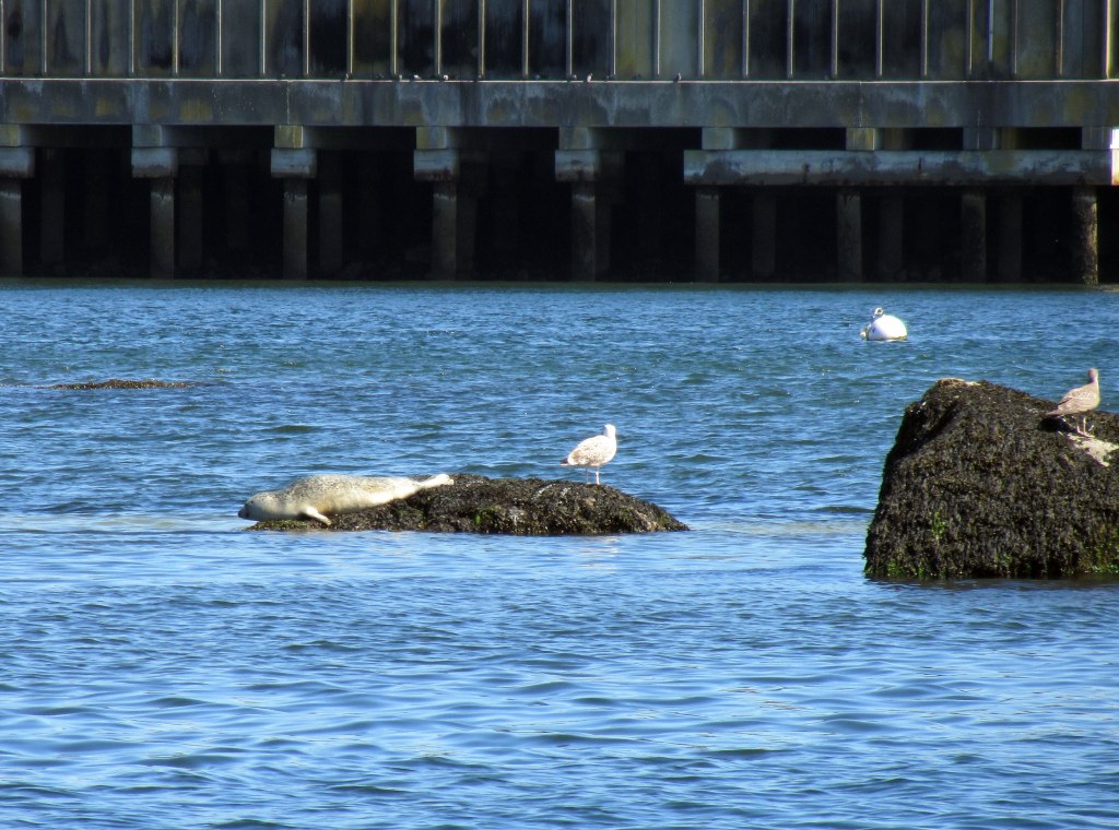 harbor seal, gloucester harbor