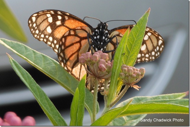 Butterfly in Gloucester