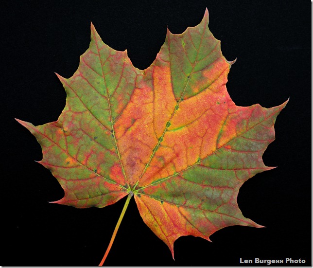 FallLeaf-9-'12_4195