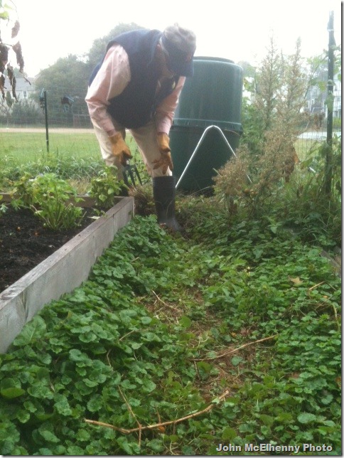 Garden photo - Barbara Collins 9.22.2012
