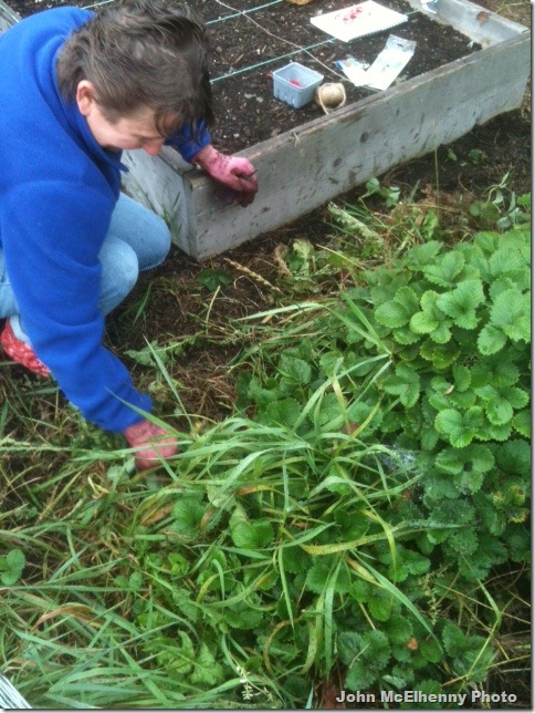 Garden photo - Diane Wolff-Thomas 9.22.2012